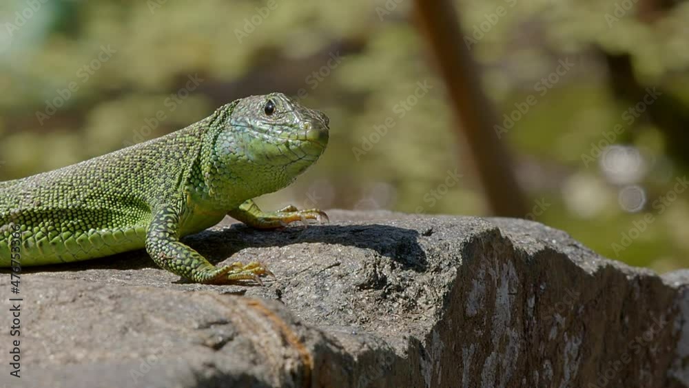 A European Green Lizard, Lacerta Viridis, basking in the sunshine on a boulder by the water's edge at Lake Kerkini in Northern Greece. Close-up shot. A European Green Lizard, Lacerta Viridis, basking in the sunshine on a boulder by the water's edge at Lake Kerkini in Northern Greece. Close-up shot.