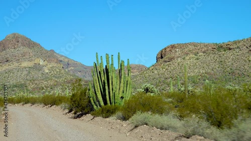 Ajo Mountain Drive, an unpaved dirt road through Organ Pipe Cactus National Monument. Sagurao cactus line the road. USA, Arizona photo