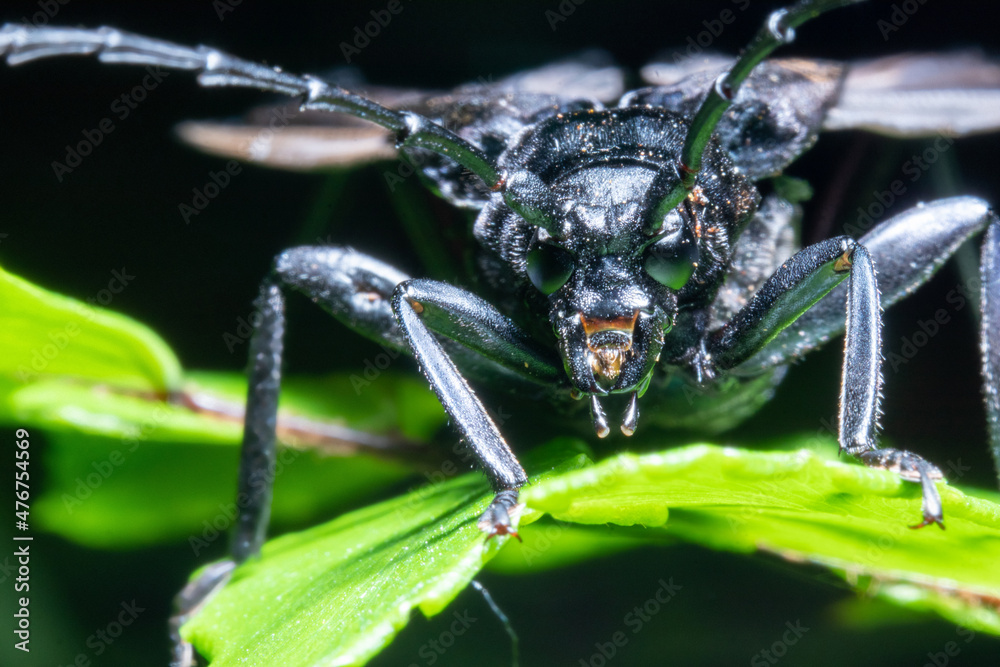 Naklejka premium close up of a longhorn beetle