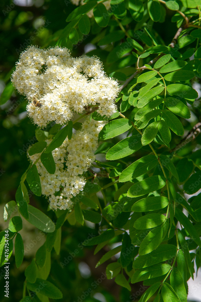 Rowan blossoms. Each flower is creamy white, 5-10 mm in diameter, with ...