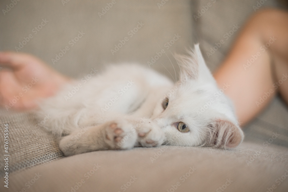 Child playing with baby cat. Kid holding white kitten. Little boy snuggling cute pet animal sitting on couch in sunny living room at home. Kids play with pets Child playing with baby cat. Kid holding white kitten. Little boy snuggling cute pet animal sitting on couch in sunny living room at home. Kids play with pets