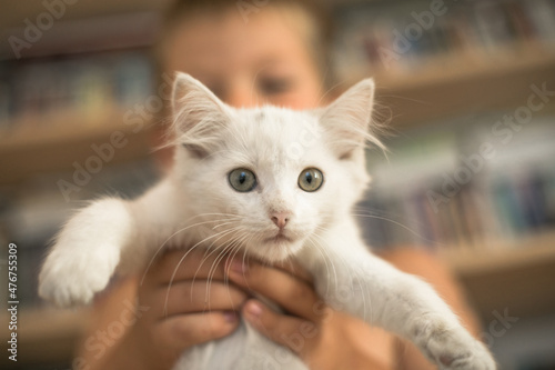 Child playing with baby cat. Kid holding white kitten and kisses him. Little boy snuggling cute pet animal sitting on couch in sunny living room at home. Kids play with pets