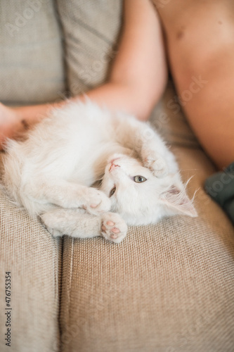 Child playing with baby cat. Kid holding white kitten. Little boy snuggling cute pet animal sitting on couch in sunny living room at home. Kids play with pets