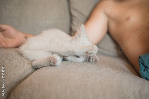 Child playing with baby cat. Kid holding white kitten. Little boy snuggling cute pet animal sitting on couch in sunny living room at home. Kids play with pets