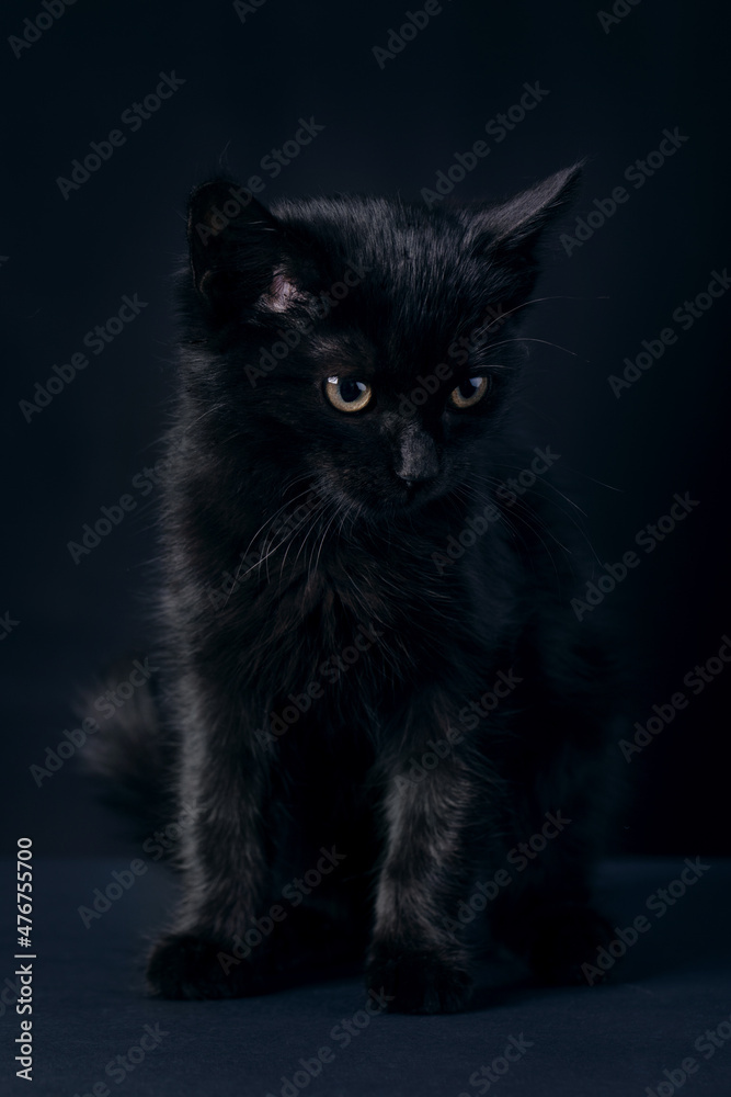 black cat standing over blue background, concept of friday 13th