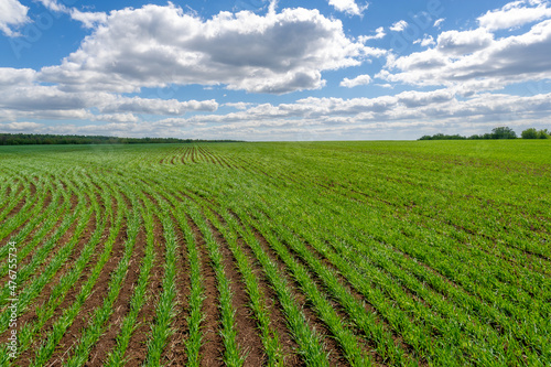 Spring photography  cereal seedlings in a green joyful field  gr