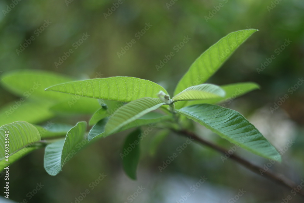 Green leaves with beautiful white flowers. Home garden plants Green leaves with beautiful white flowers. Home garden plants