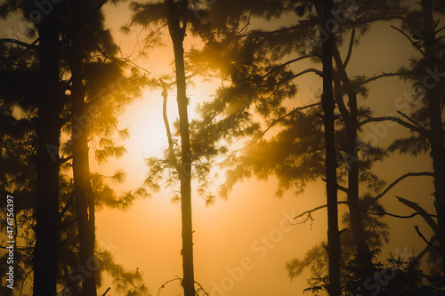 pine landscape pictures with the sunlight, the nature is beautiful