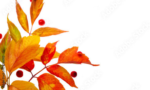 maple leaf isolated, autumn leaves on a white background of red and orange color, autumn in early November, plant coloring with autumn textures,
