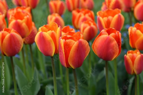 Tulip Apeldorns Elite © nahhan