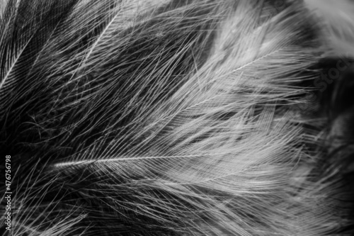 black and white feathers with visible details. background or textura © Krzysztof Bubel