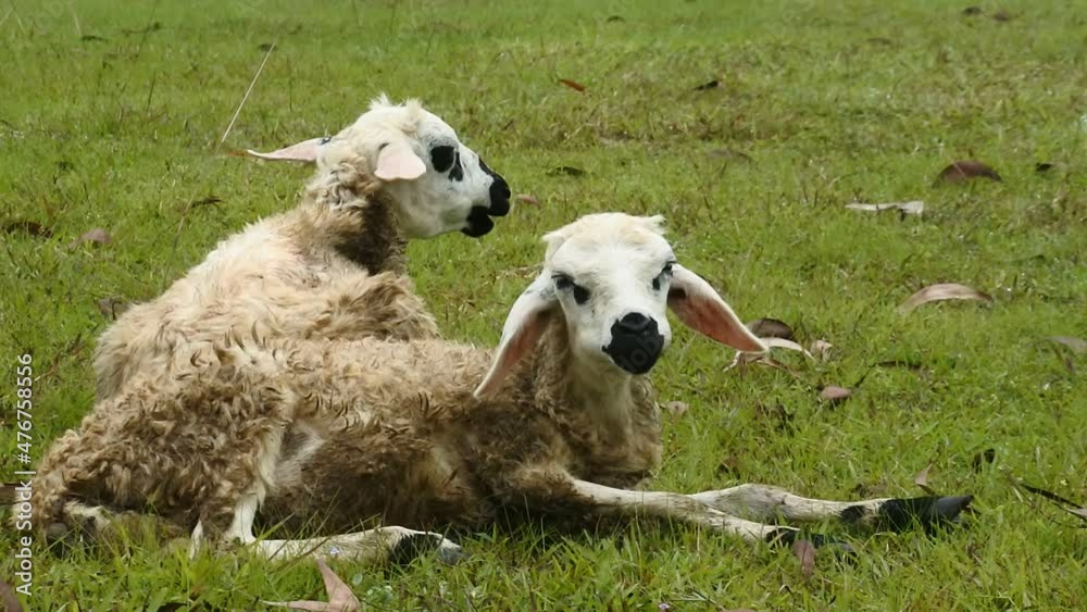 two white sheep grazing In A Field. mammals. herbivorous animal two white sheep grazing In A Field. mammals. herbivorous animal