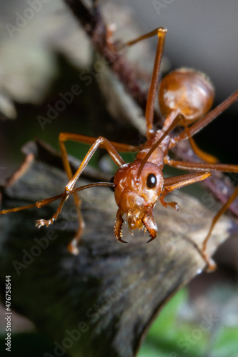 close up view of a weaver ant © Said