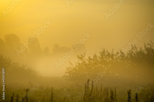 Autumn fog in the river floodplain. Trees in the international park of the Lower Kama Valley in dense fog. A meadow with a backwater at dawn in autumn in a floodplain landscape
