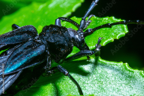 body view of a longhorn beetle photo