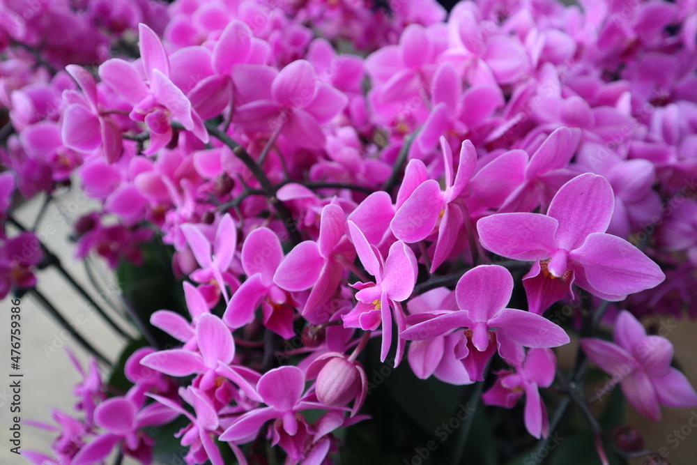 orchids are blooming design for spring background design for chinese new year and celebration concept