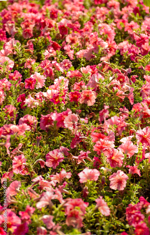 Petunias come in a virtually unlimited range of colors, shapes and sizes. Many pollinating insects will also flock to your garden to feast on nectar-rich petunias in bloom.