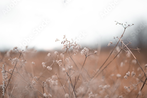 Abstract natural brown dry flower plants on a blurred background.
