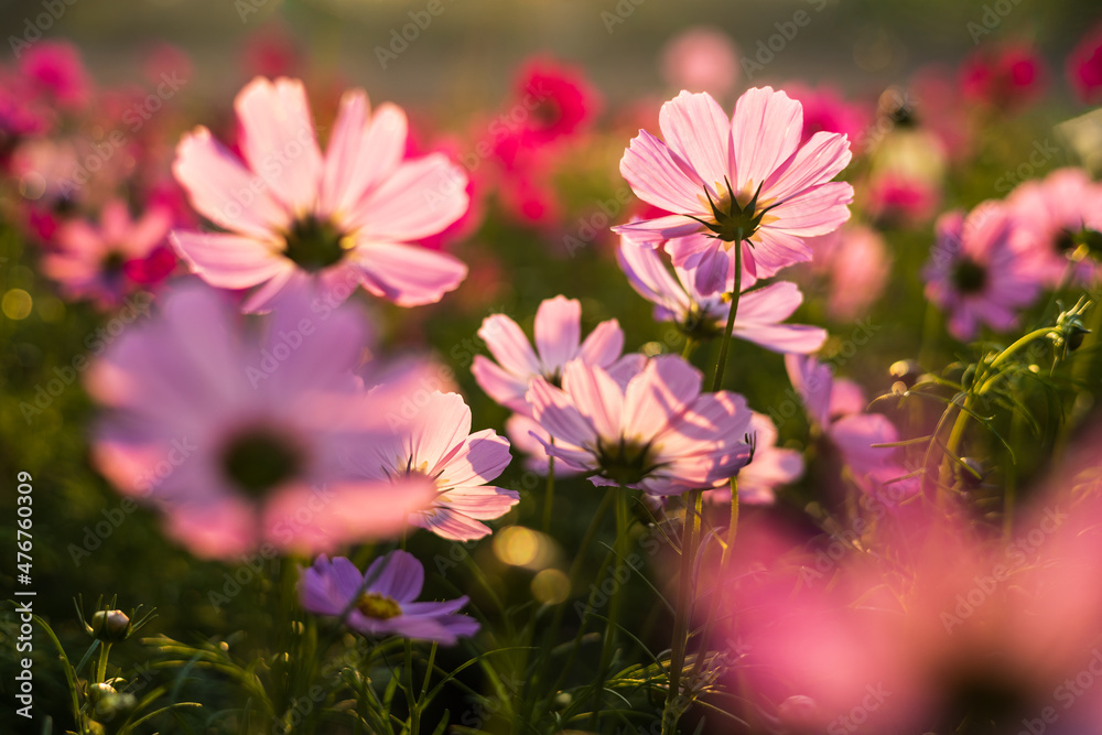 A close-up view of backlit pink cosmos flowers blooming beautifully.