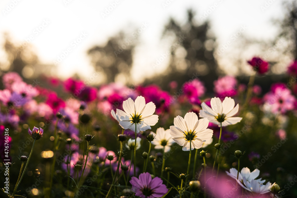 A low angle view of pink and white backlit cosmos blooming beautifully. A low angle view of pink and white backlit cosmos blooming beautifully.