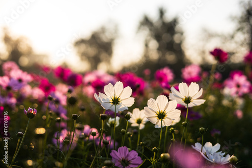 A low angle view of pink and white backlit cosmos blooming beautifully.