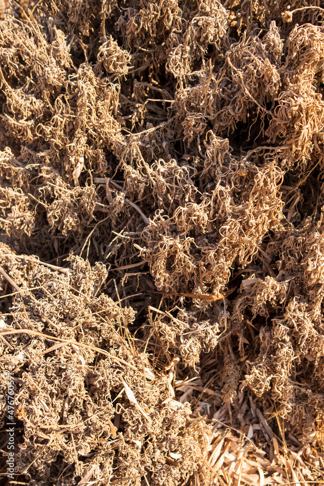 Dried leaves and vegetation of various trees and plants in autumn. Dried leaves and vegetation of various trees and plants in autumn.