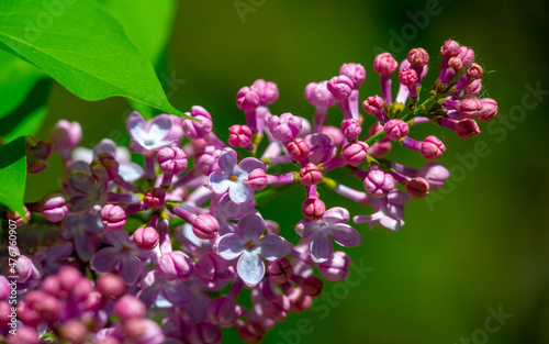 The lilac flower was chosen as the state flower of New Hampshire because it symbolizes the tenacious character of the men and women of the Granite State. Syringa vulgaris © Татьяна Мищенко