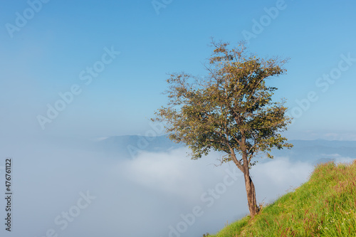 A tree on mountain and mist background with sunlight in morning.