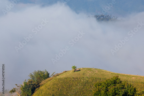 Mountain and mist background with sunlight in morning.