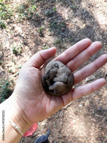 hand holding a snail