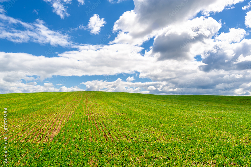 Spring photography, cereal seedlings in a green joyful field, gr