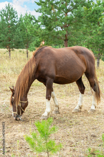A pregnant chestnut-colored mare grazes in a meadow  a pine forest in the background