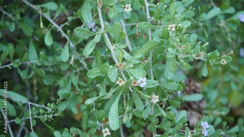 Close up of Lycium andersonii water jacket in Arizona. photo