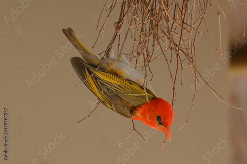 Red-headed weaver at nest, South Africa