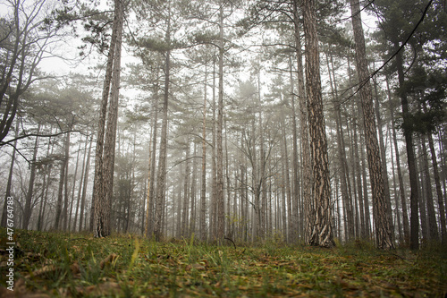 morning in the woods