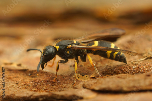 Closeup on a colorful yellow blackpotter wasp, Ancistrocerus nigricornis sitting on wood photo