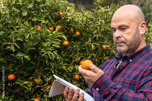 An agronomist checks the quality of oranges in an orange grove. 