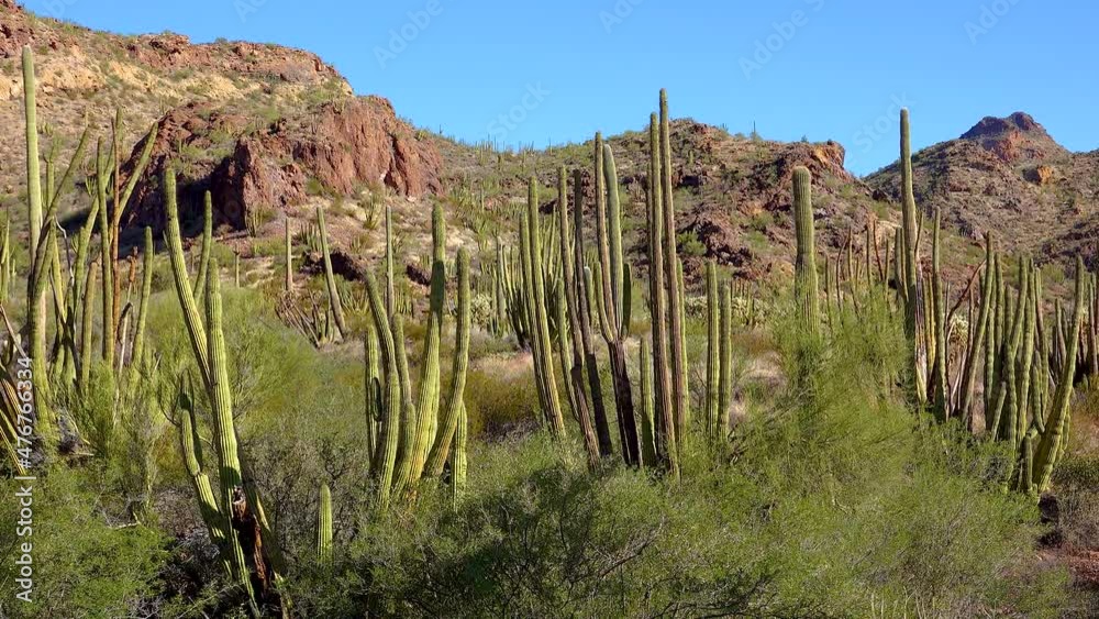 Desert, Organ Pipes Cactus (Stenocereus thurberi). Organ Pipe Cactus National Monument, Arizona USA Desert, Organ Pipes Cactus (Stenocereus thurberi). Organ Pipe Cactus National Monument, Arizona USA