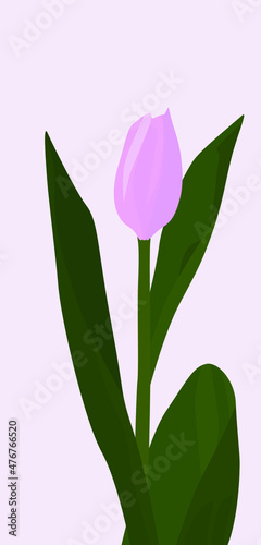 Fototapeta Naklejka Na Ścianę i Meble -  Vector flat image of a tulip. Pink tulip with green leaves. Vivid flora image. Design for cards, posters, backgrounds, textiles, templates, invitations.