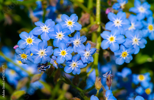 Forget-me-not, or Myosotis, is a modest but gorgeous spring flower that appears in frothy blue clouds in front of curbs and along the edges of paths.