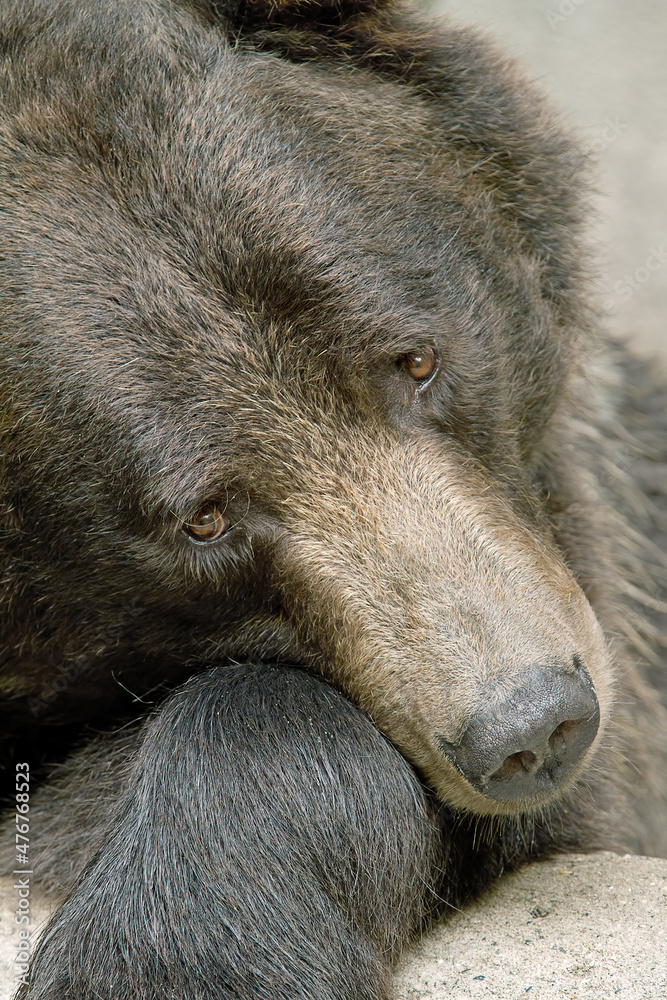 Portrait of captive grizzly bear (Ursus arctos) resting Portrait of captive grizzly bear (Ursus arctos) resting