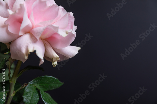 flower pink roses close-up on a black wall background