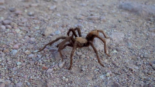 Arizona Blond Tarantula (Aphonopelma chalcodes) mature male running on the ground. Arizona, USA photo