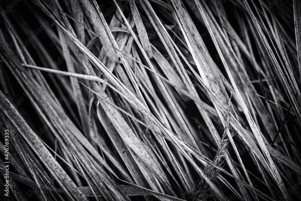 background of dry grass or hay, black and white background of dry grass or hay, black and white