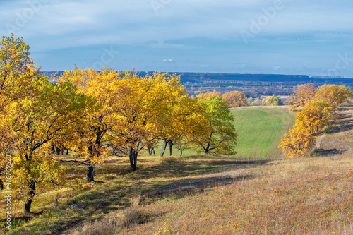 Autumn landscape photography, best photographer, mixed forests in autumn condition, colorful leaves, divided into burgundy, red, green, with patterned carpet © Татьяна Мищенко