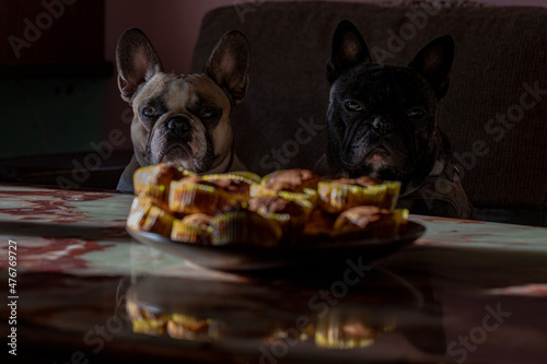 two funny cute french bulldogs looking at fresh muffins on table