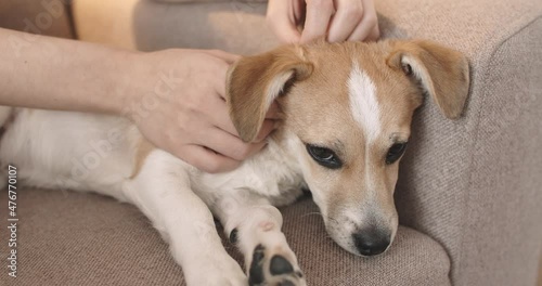 Owner hand stroking dog. Closeup of happy dog. photo