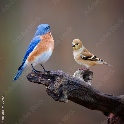 Fotografie, Obraz bluebird and goldfinch