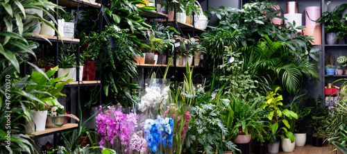 interior of a florist shop with natural potted exotic plants on the shelves