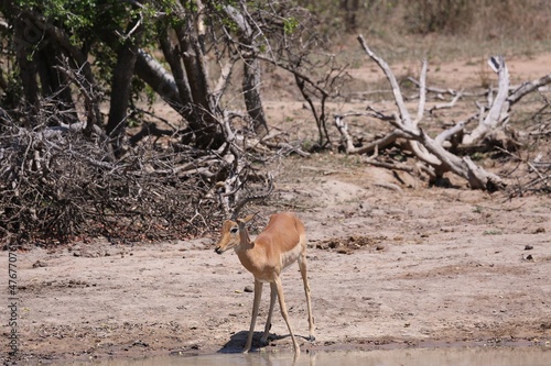 Impala at waterhole photo